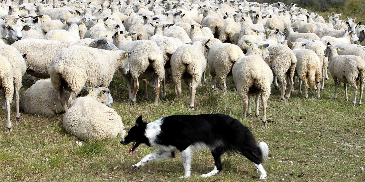 A border collie gathering a sheep herd