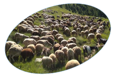 un gregge di pecore